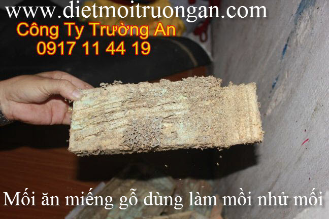 CÁCH BẢO VỆ SÀN GỖ, TỦ ÂM TƯỜNG KHÔNG BỊ MỐI